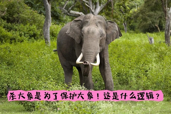 非洲要送英國、德國3萬頭大象 不能不要！嘗嘗和大象生活的滋味吧