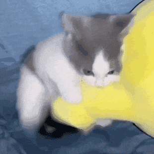 92B204D8DF6D04DE7FD920C8893A953F.gif