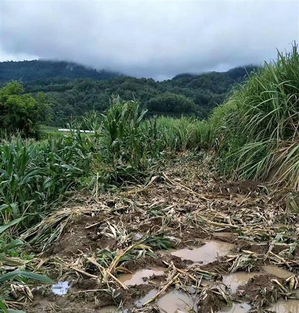非洲要送英國、德國3萬頭大象 不能不要！嘗嘗和大象生活的滋味吧