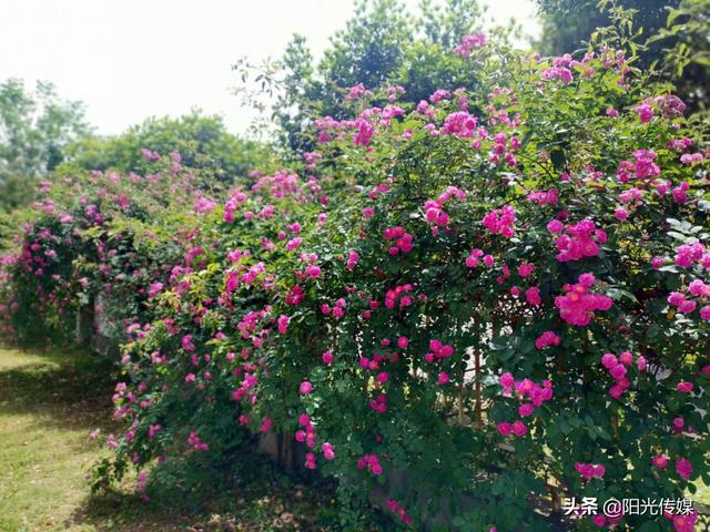 薔薇花開，暮春迎夏（薔薇花開暮春迎夏）(5)
