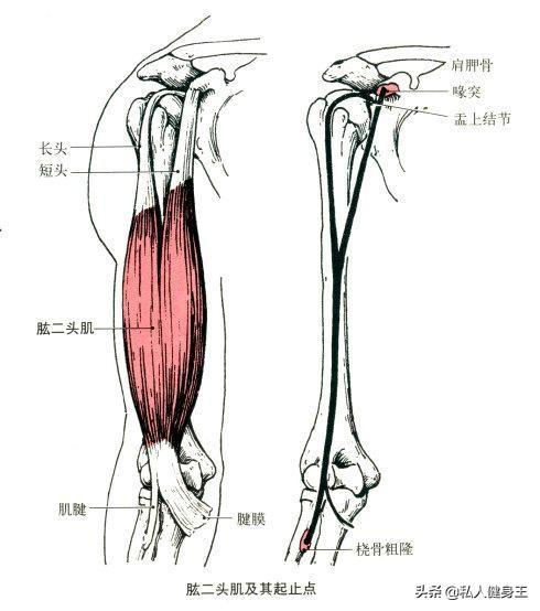 手臂訓(xùn)練計(jì)劃，六個(gè)訓(xùn)練動(dòng)作，帶你練出麒麟臂，增肌人群必備（手臂訓(xùn)練計(jì)劃六個(gè)訓(xùn)練動(dòng)作）(4)