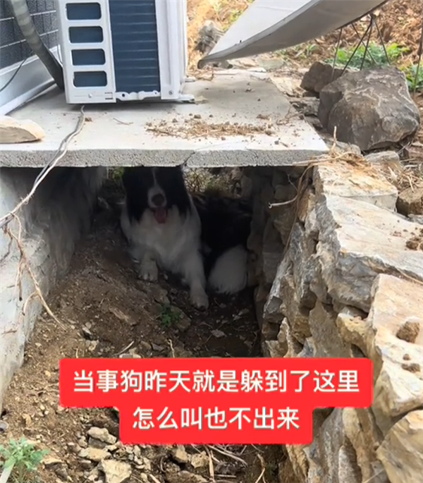 家中失火邊牧第一個(gè)溜了 土狗留在屋內(nèi)照顧狗仔