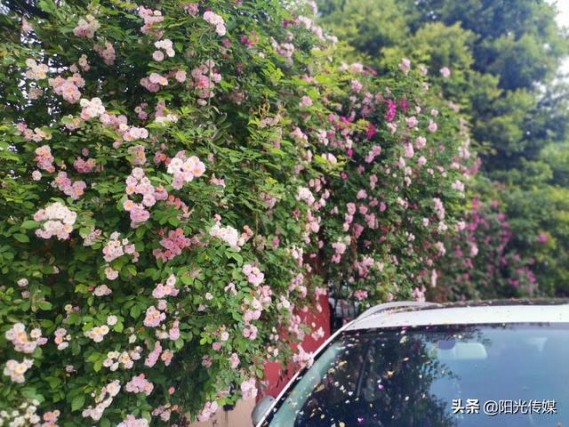 薔薇花開，暮春迎夏（薔薇花開暮春迎夏）(10)