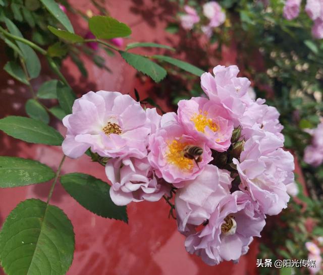 薔薇花開，暮春迎夏（薔薇花開暮春迎夏）(11)
