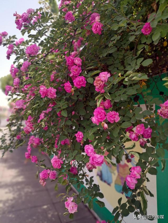 薔薇花開，暮春迎夏（薔薇花開暮春迎夏）(6)