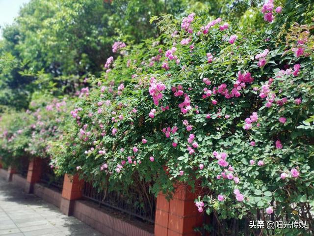 薔薇花開，暮春迎夏（薔薇花開暮春迎夏）(7)