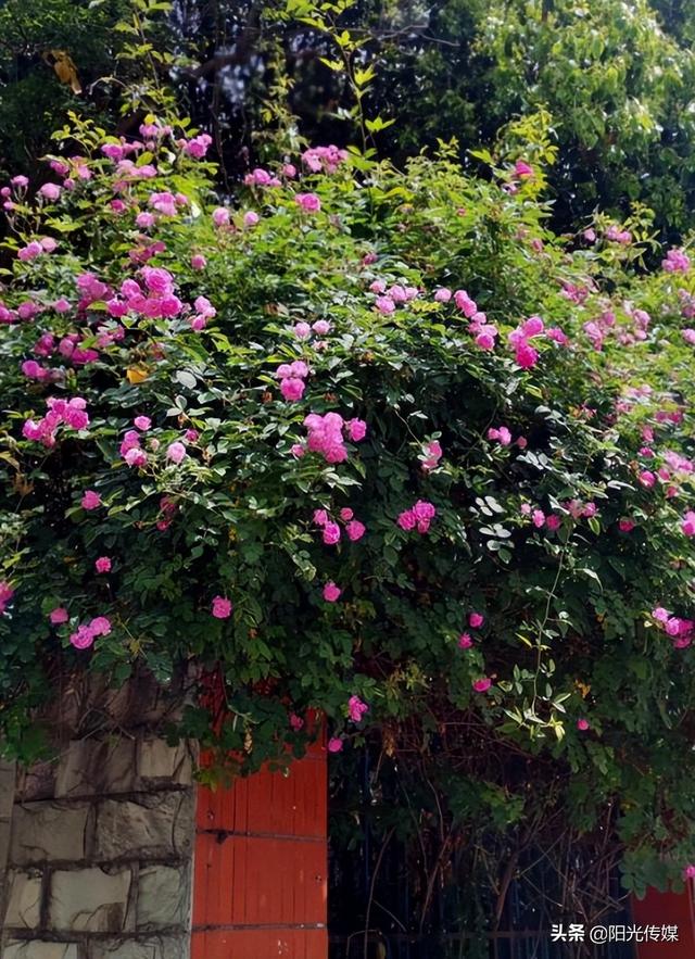 薔薇花開，暮春迎夏（薔薇花開暮春迎夏）(8)
