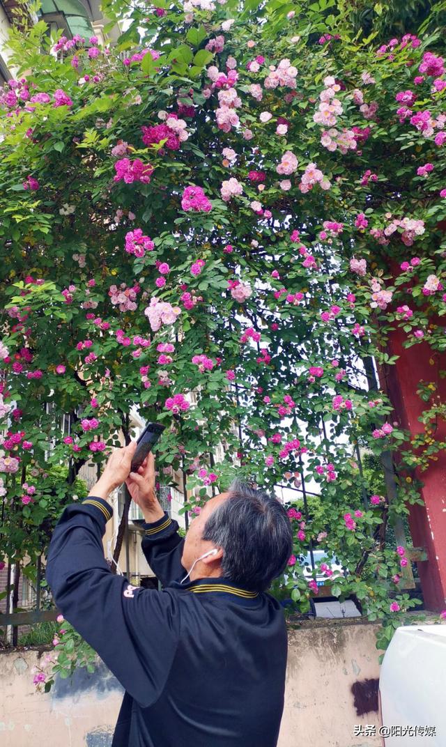 薔薇花開，暮春迎夏（薔薇花開暮春迎夏）(12)