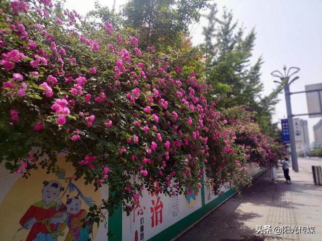 薔薇花開，暮春迎夏（薔薇花開暮春迎夏）(4)