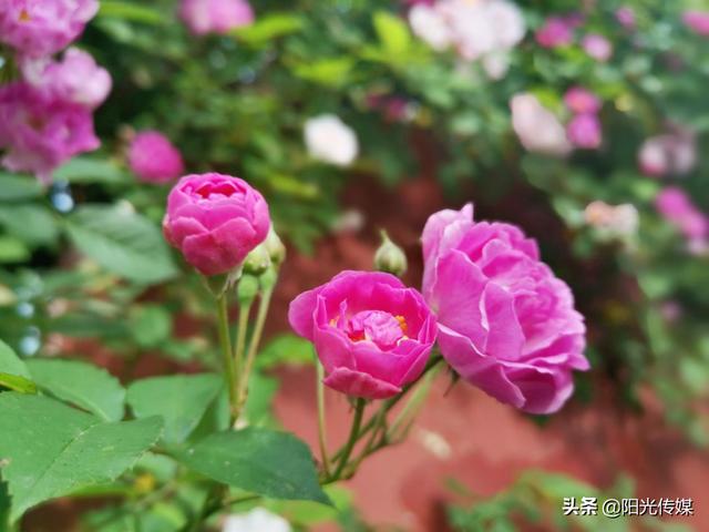 薔薇花開，暮春迎夏（薔薇花開暮春迎夏）(9)
