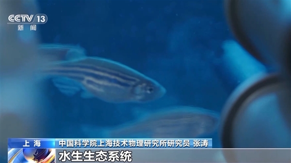 中國首次！神舟十八號乘組“太空養(yǎng)魚”實驗揭曉：建立生態(tài)平衡系統(tǒng)