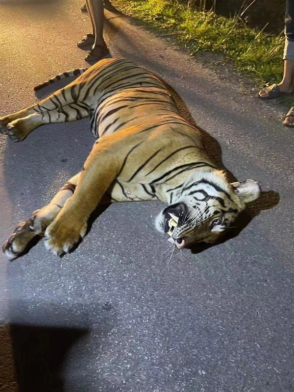 馬來西亞一只猛虎橫穿馬路時(shí)被撞死：行車記錄儀曝光