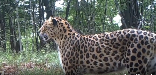 東北虎獵殺東北豹 豹子身體被啃食一半：新后續(xù)來(lái)了 繼承者現(xiàn)身