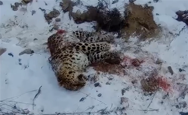 東北虎獵殺東北豹 豹子身體被啃食一半：新后續(xù)來(lái)了 繼承者現(xiàn)身