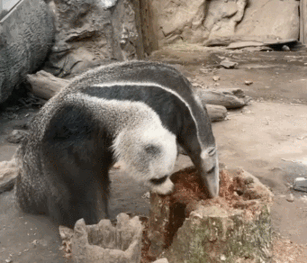 為了保命：這種奇怪的動物進化出了“分身”！
