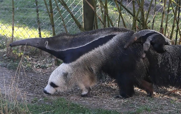 為了保命：這種奇怪的動物進化出了“分身”！