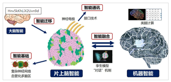 重磅研究！中國首創(chuàng)人腦驅(qū)動(dòng)機(jī)器人