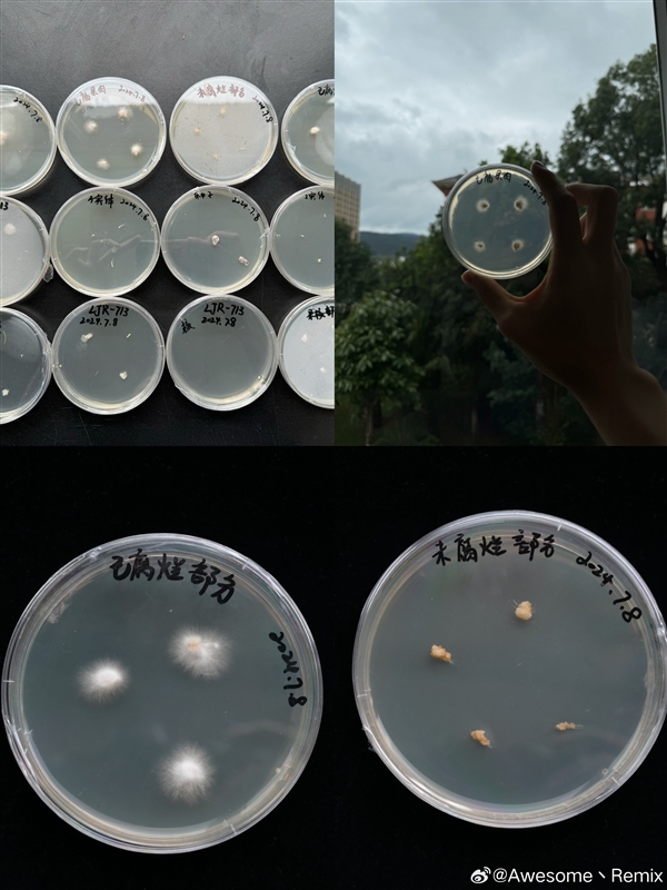 蘋果長(zhǎng)出大蘑菇 中科院專家千里求購后匯報(bào)研究進(jìn)展：白參在腐爛處生長(zhǎng)