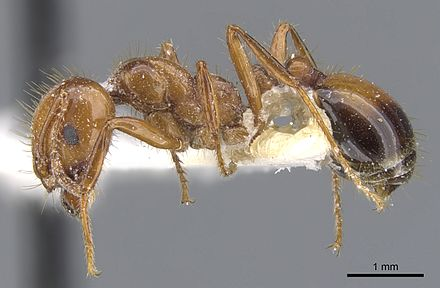 惡心、驚悚……《異形》中的生物體到底有多恐怖？