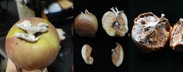 搞笑諾獎已經(jīng)過氣了 整活還得看我們菠蘿科學(xué)獎！