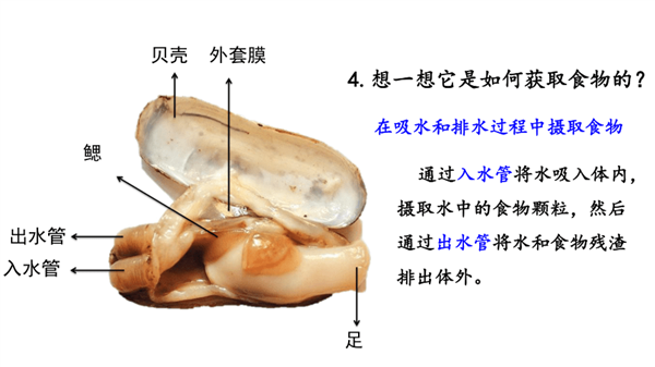 蟶子在泥沙中挖掘過程有點(diǎn)邪惡 這種美食有著極強(qiáng)的防御